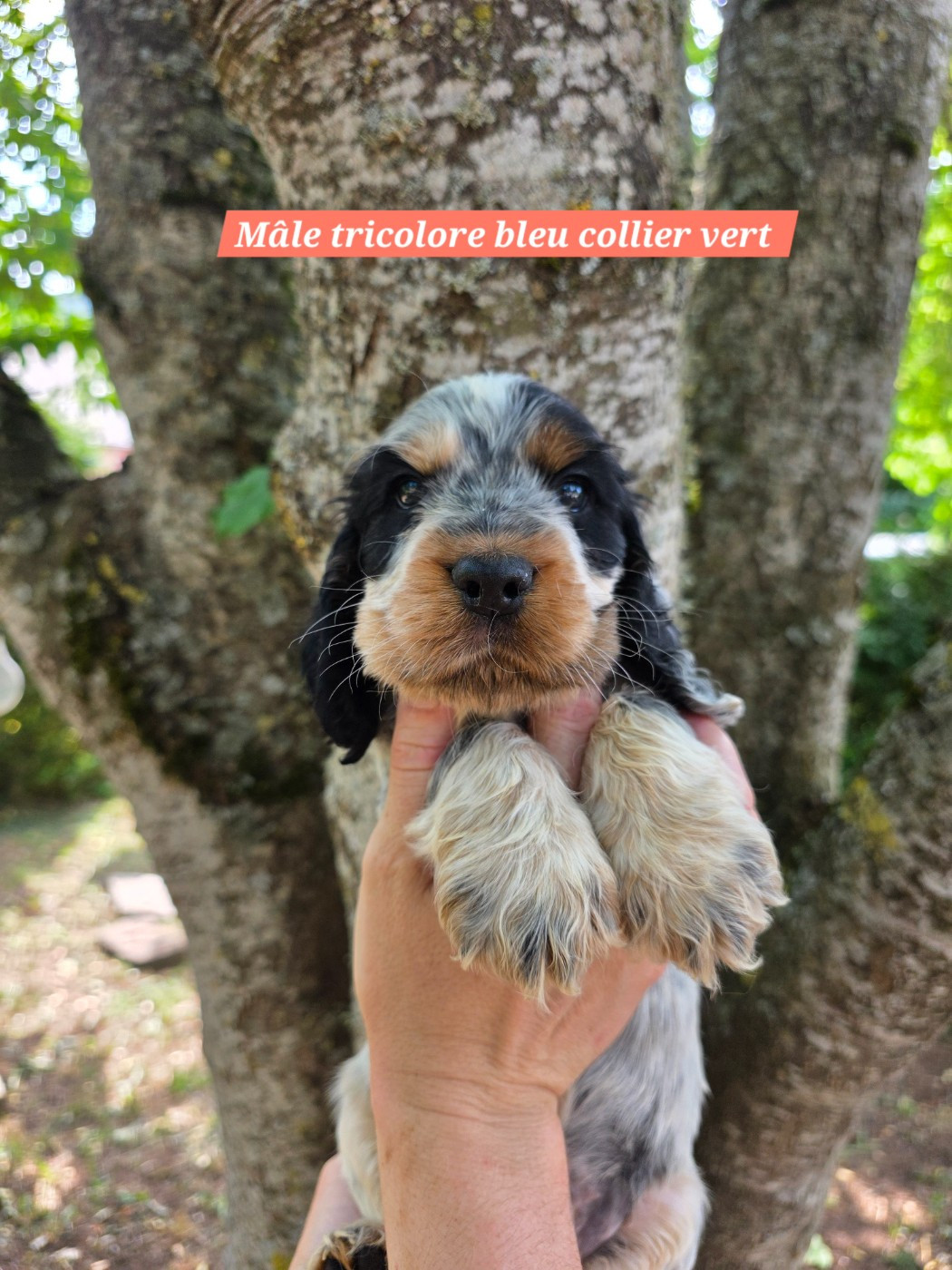 Du Domaine De L'Eternel Filou - Chiots disponibles - Cocker Spaniel Anglais