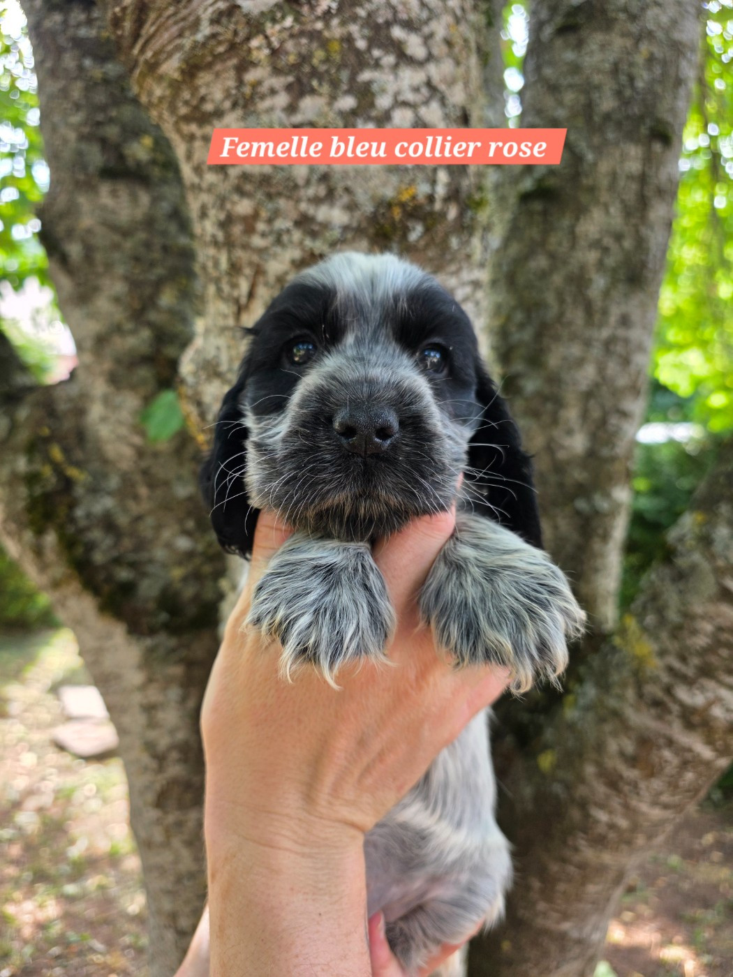 Du Domaine De L'Eternel Filou - Chiots disponibles - Cocker Spaniel Anglais