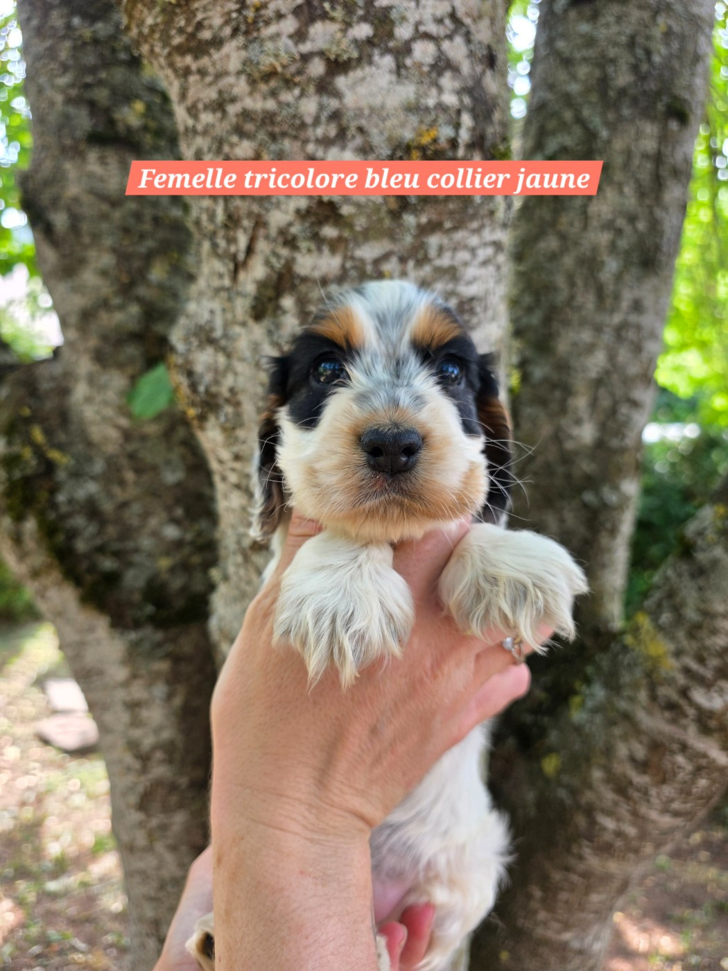 Du Domaine De L'Eternel Filou - Chiots disponibles - Cocker Spaniel Anglais