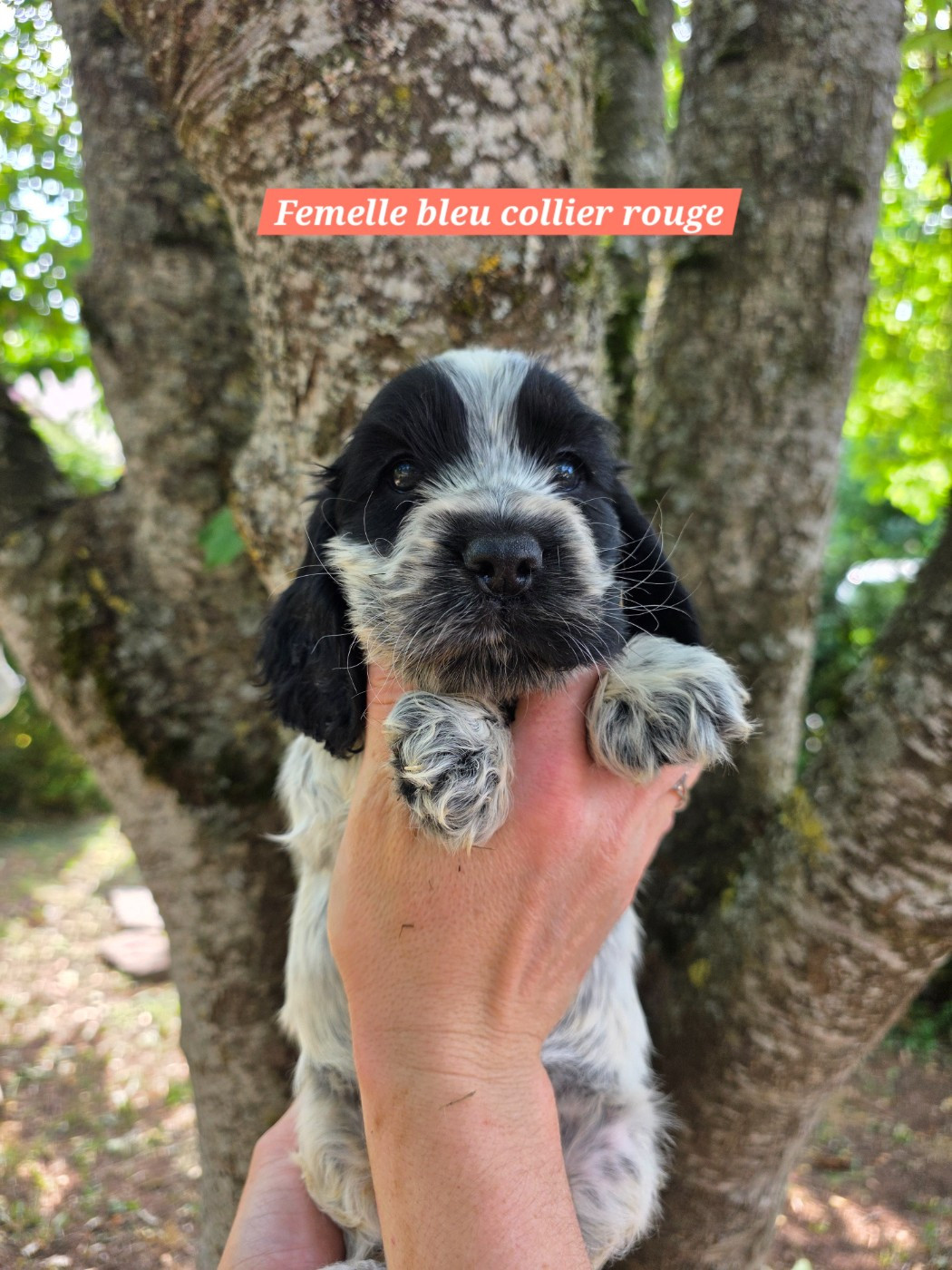 Du Domaine De L'Eternel Filou - Chiots disponibles - Cocker Spaniel Anglais