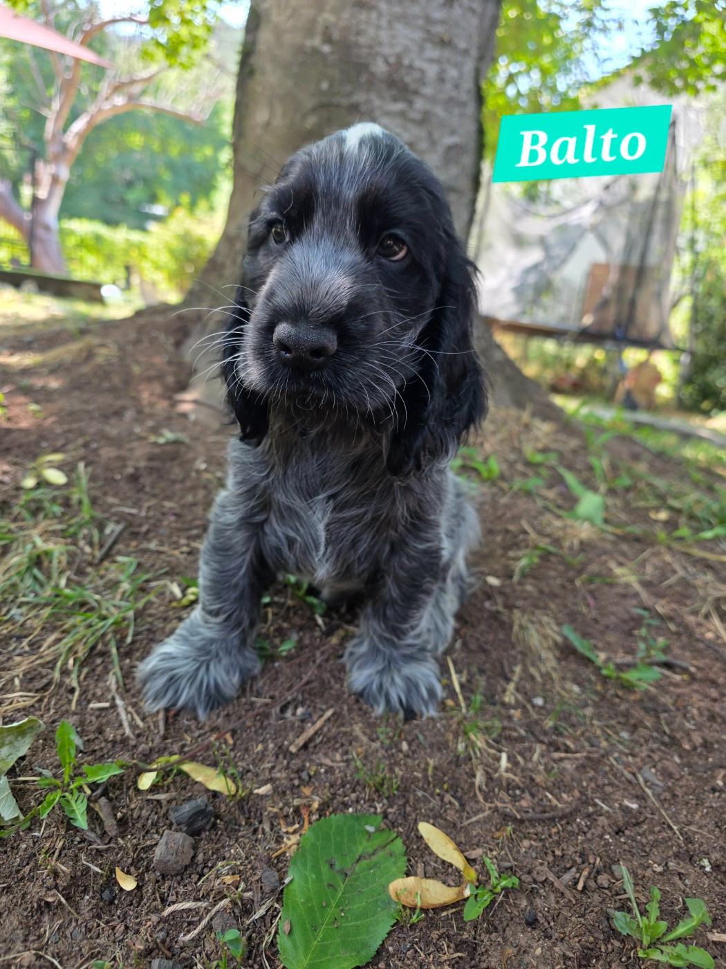 Du Domaine De L'Eternel Filou - Chiots disponibles - Cocker Spaniel Anglais