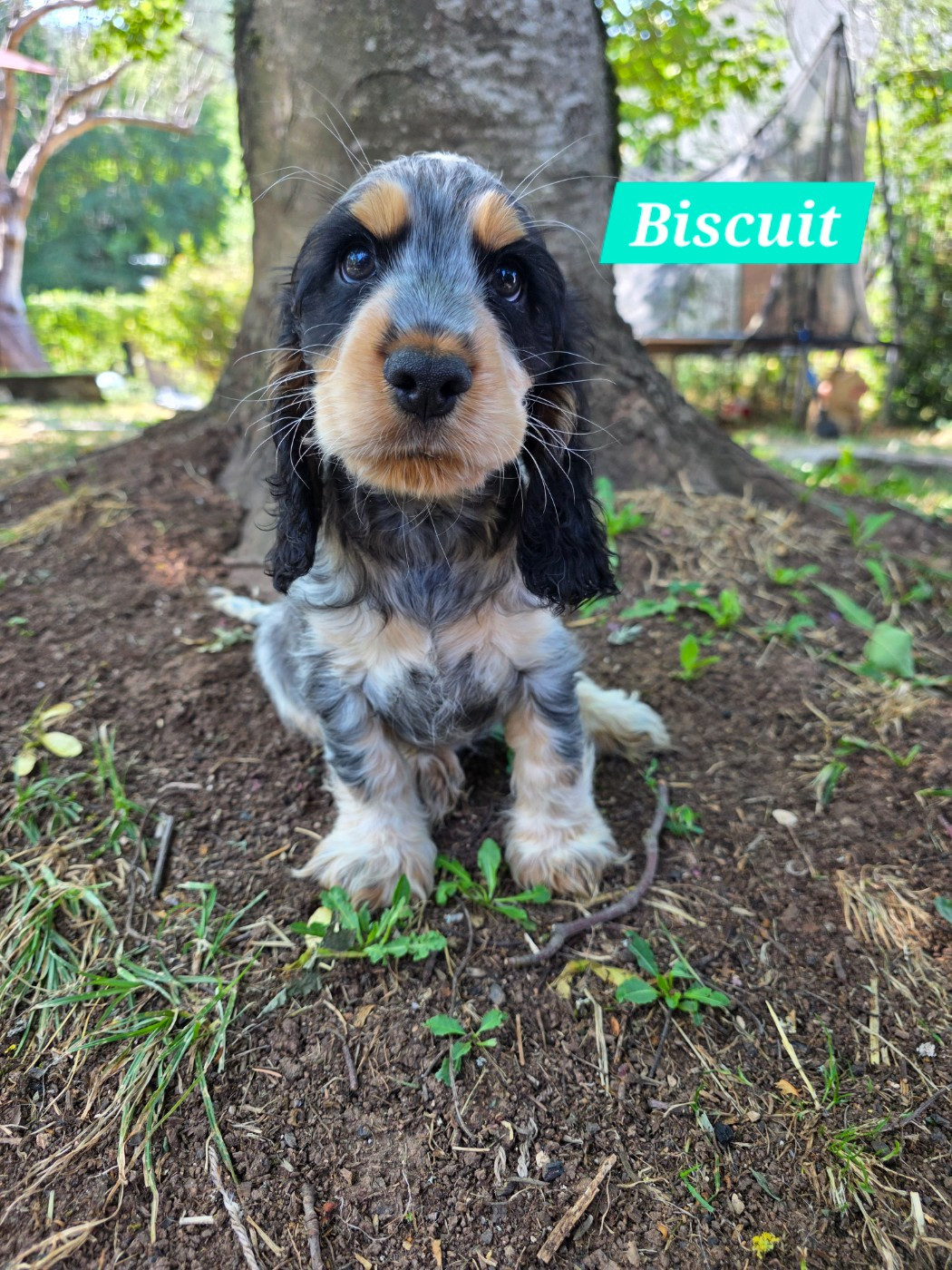 Du Domaine De L'Eternel Filou - Chiots disponibles - Cocker Spaniel Anglais