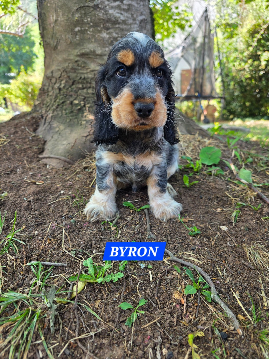 Du Domaine De L'Eternel Filou - Chiots disponibles - Cocker Spaniel Anglais