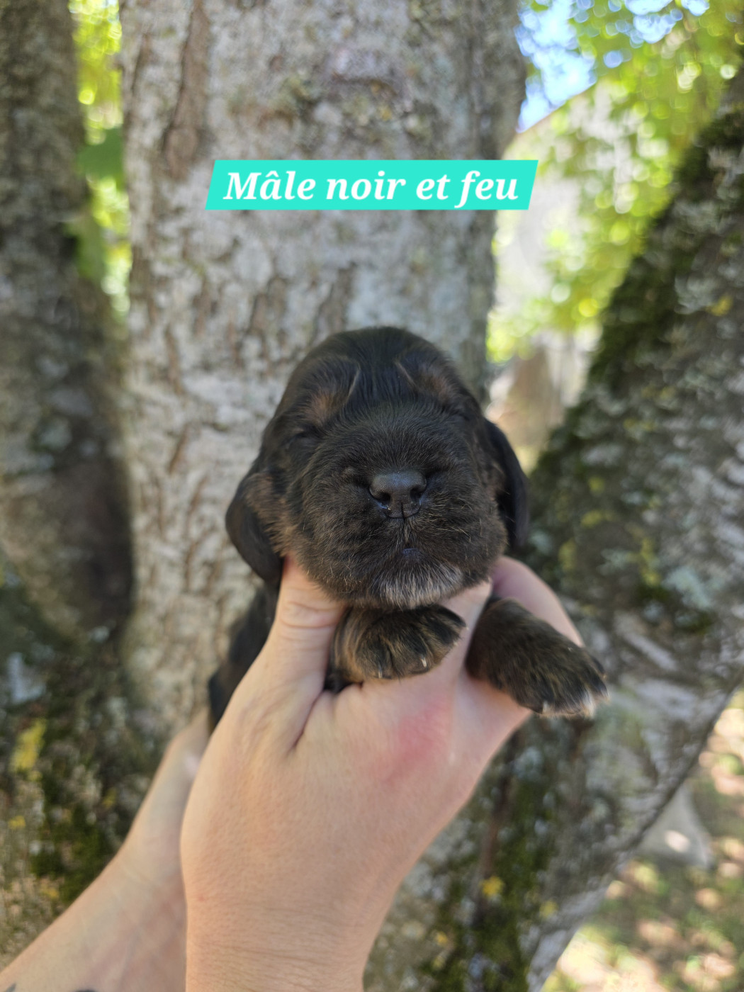 Du Domaine De L'Eternel Filou - Chiots disponibles - Cocker Spaniel Anglais
