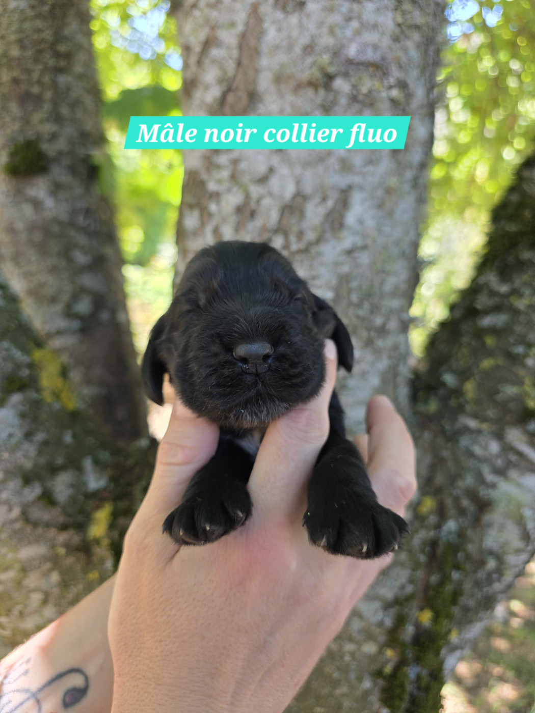 Du Domaine De L'Eternel Filou - Chiots disponibles - Cocker Spaniel Anglais