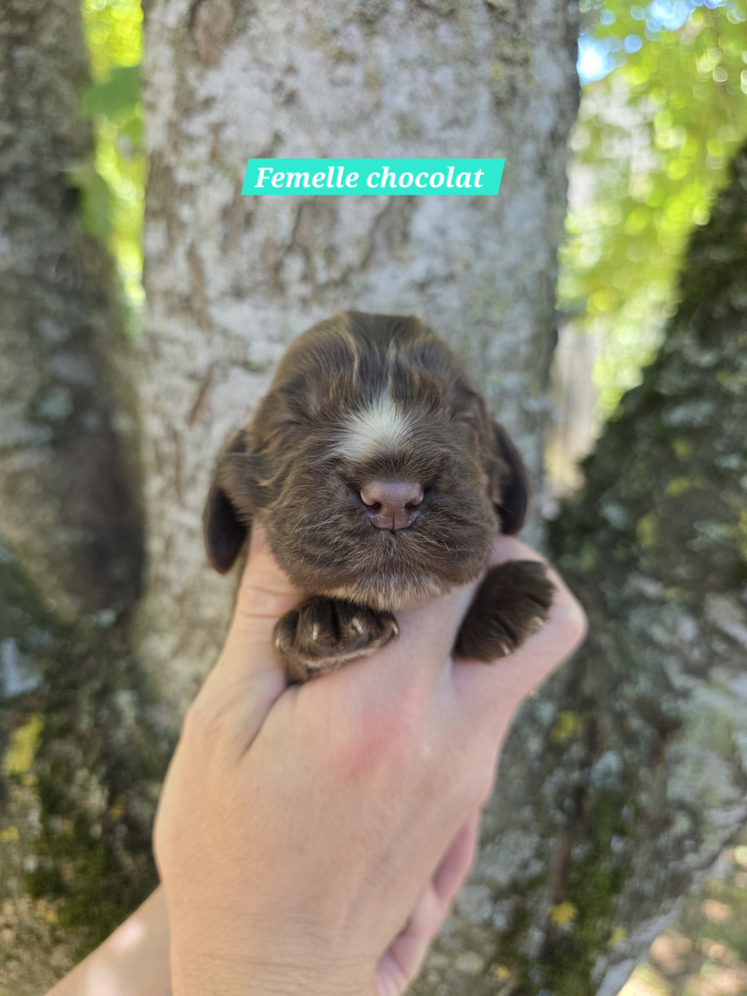 Du Domaine De L'Eternel Filou - Chiots disponibles - Cocker Spaniel Anglais