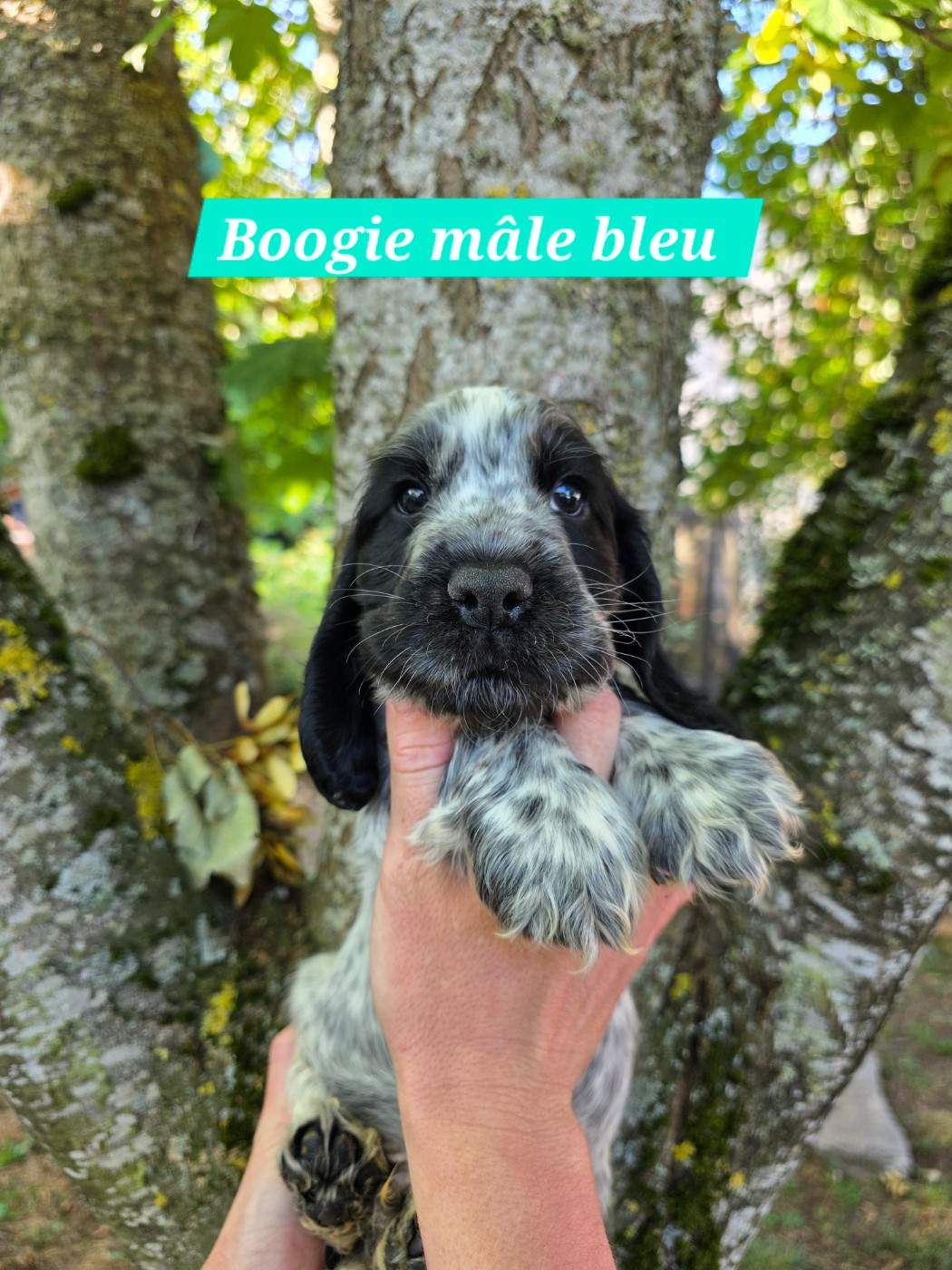 Du Domaine De L'Eternel Filou - Chiots disponibles - Cocker Spaniel Anglais