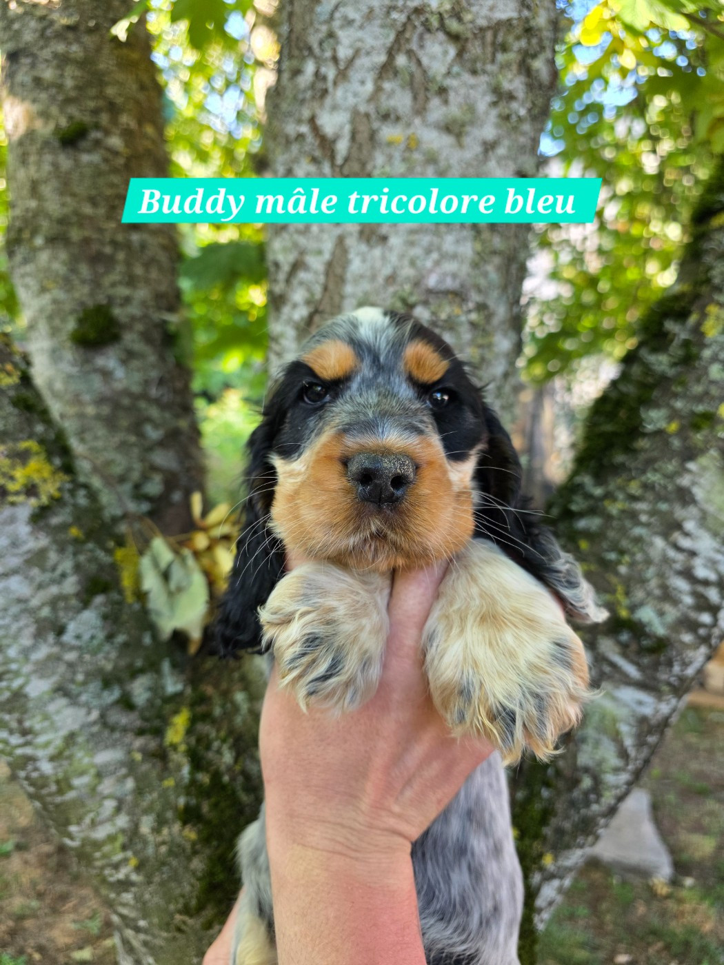 Du Domaine De L'Eternel Filou - Chiots disponibles - Cocker Spaniel Anglais