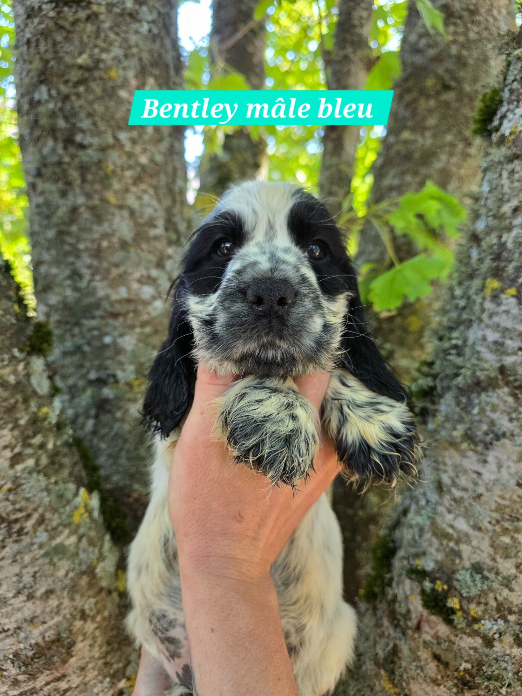 Du Domaine De L'Eternel Filou - Chiots disponibles - Cocker Spaniel Anglais