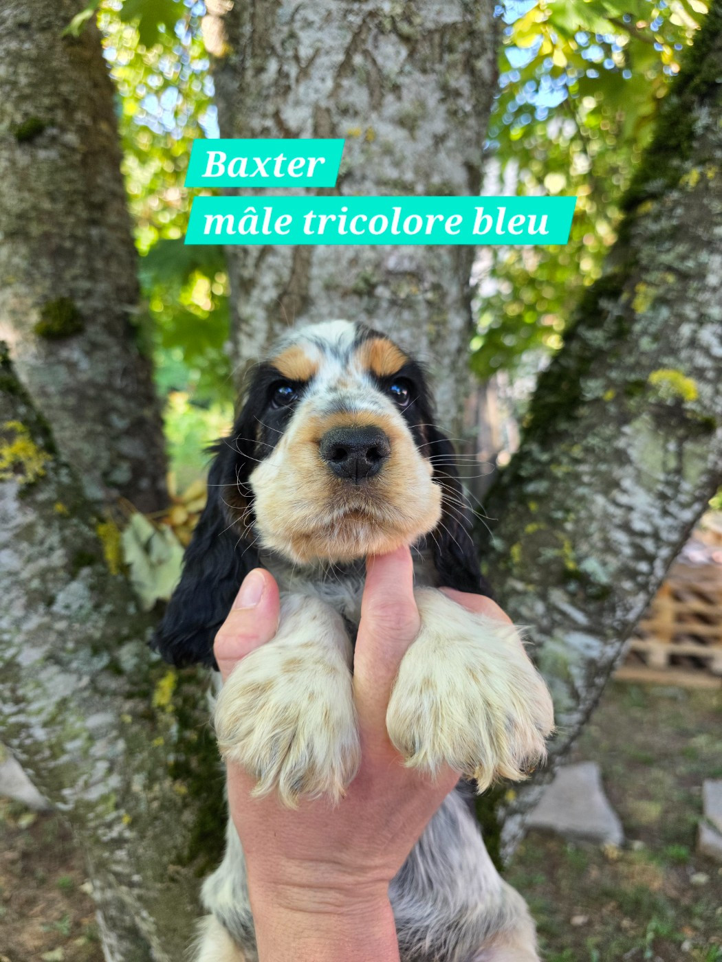 Du Domaine De L'Eternel Filou - Chiots disponibles - Cocker Spaniel Anglais