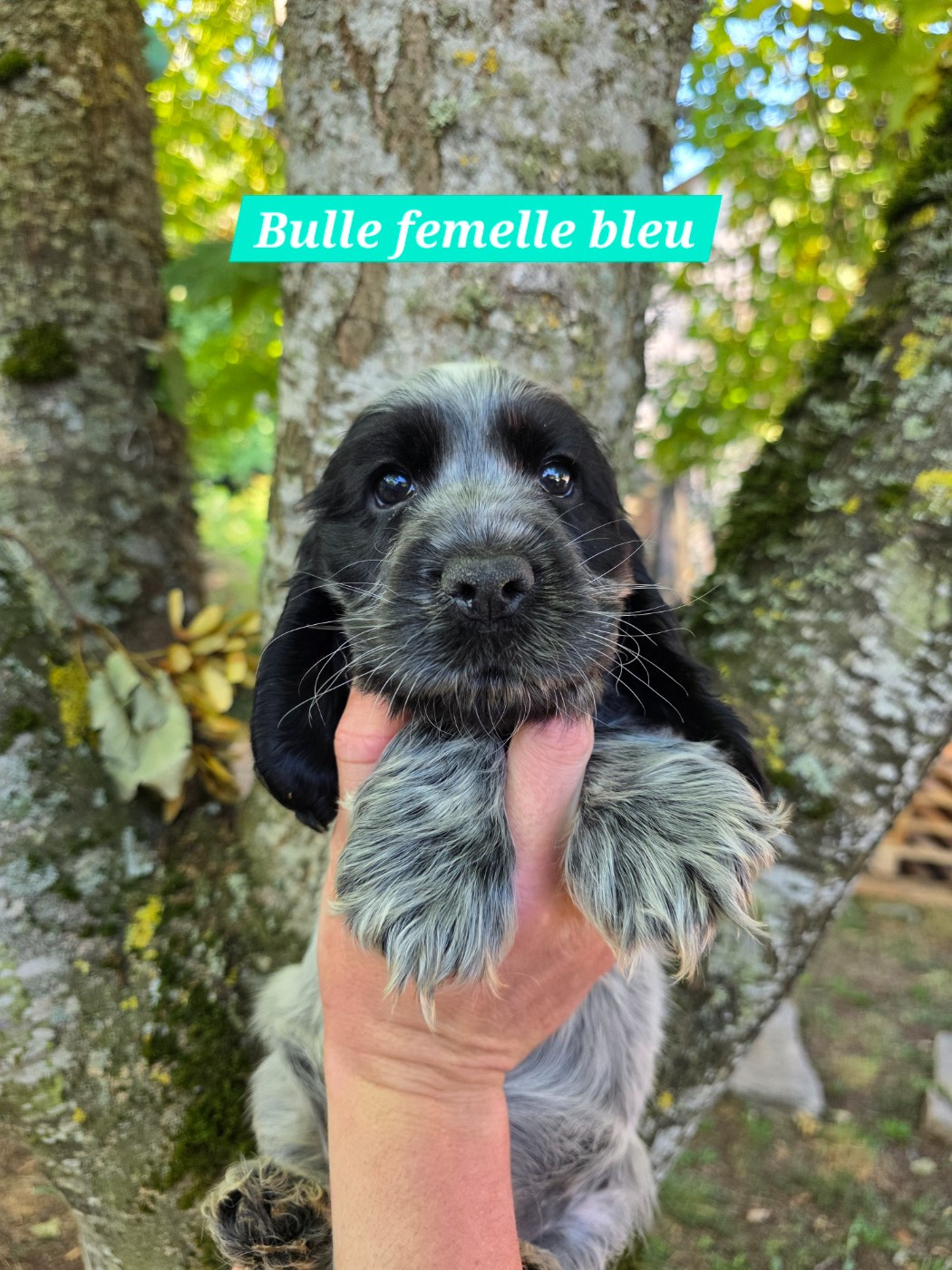 Du Domaine De L'Eternel Filou - Chiots disponibles - Cocker Spaniel Anglais