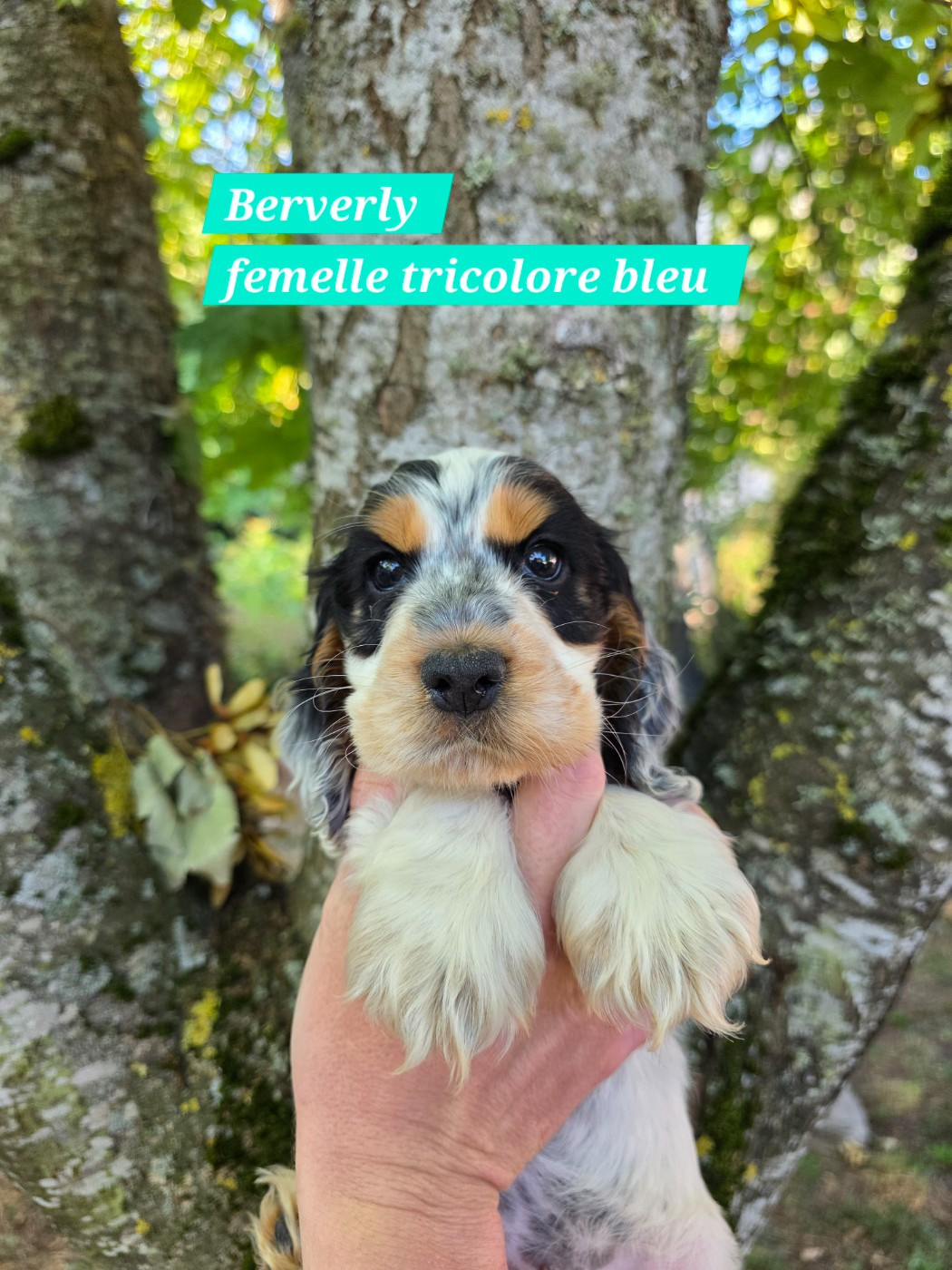 Du Domaine De L'Eternel Filou - Chiots disponibles - Cocker Spaniel Anglais