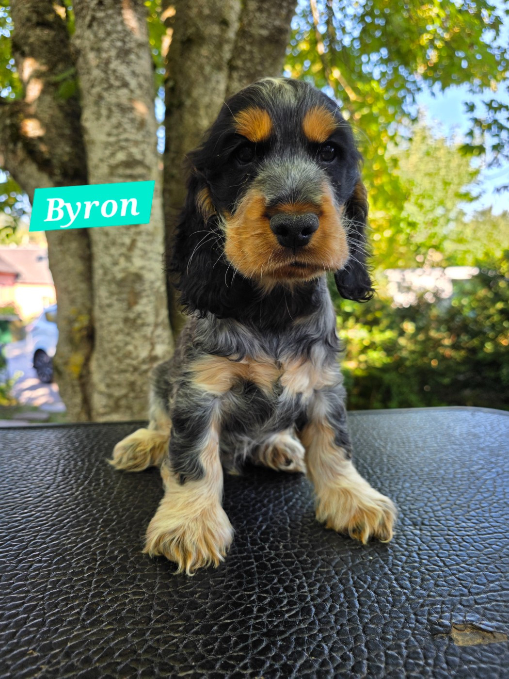 Du Domaine De L'Eternel Filou - Chiots disponibles - Cocker Spaniel Anglais