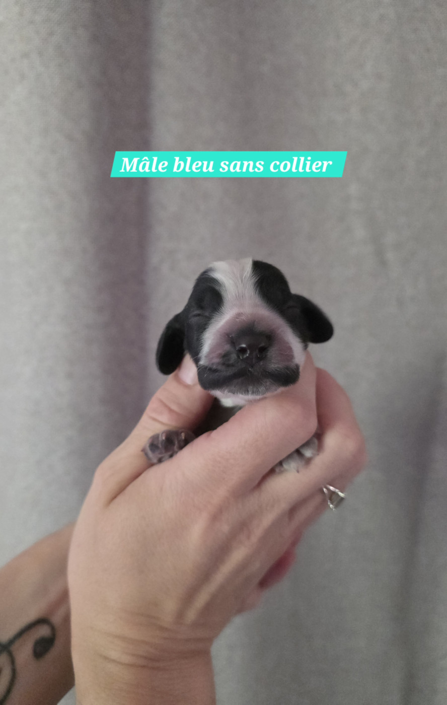Du Domaine De L'Eternel Filou - Chiots disponibles - Cocker Spaniel Anglais