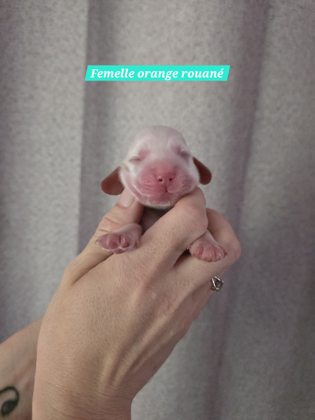 Du Domaine De L'Eternel Filou - Chiots disponibles - Cocker Spaniel Anglais
