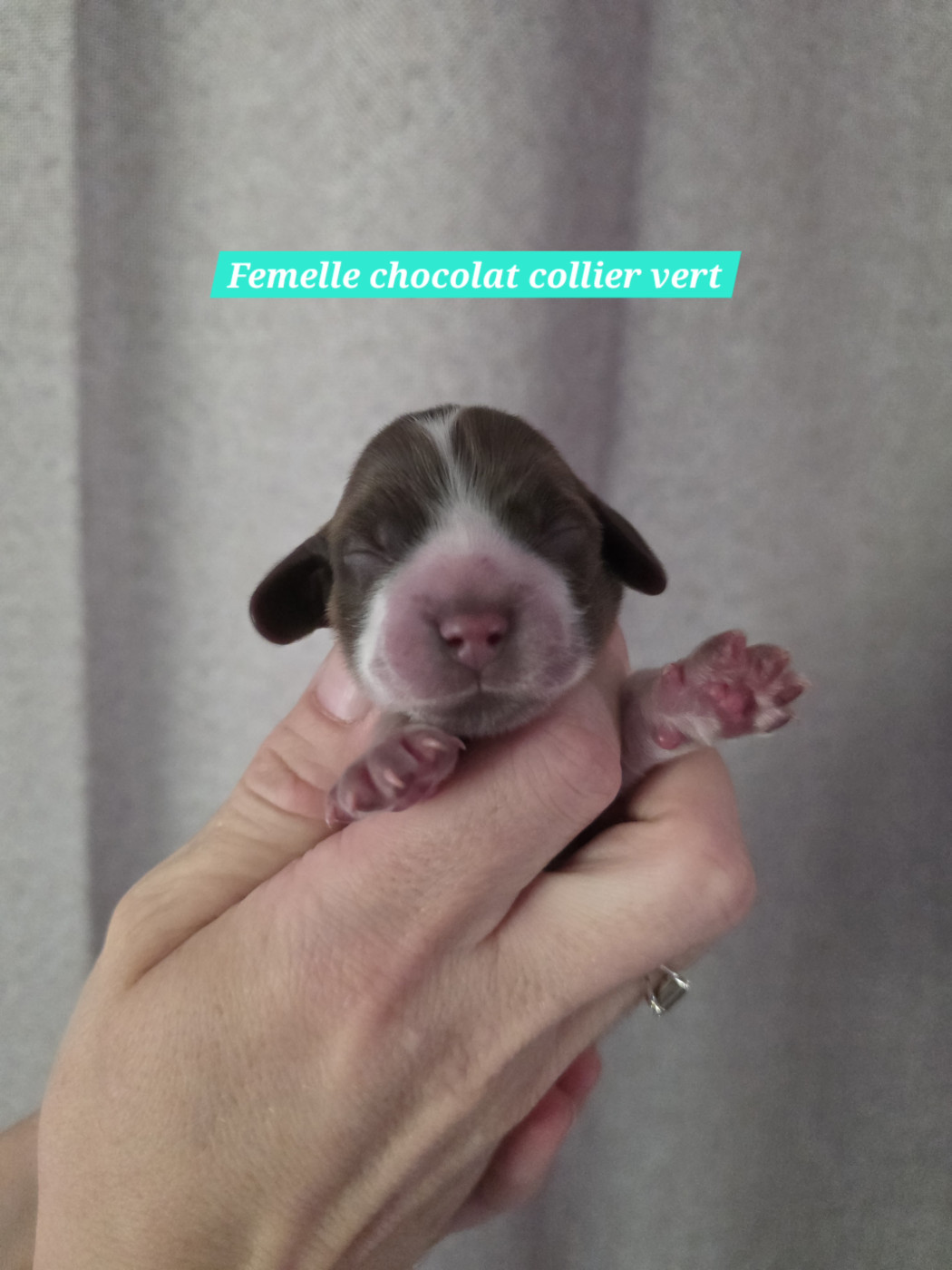 Du Domaine De L'Eternel Filou - Chiots disponibles - Cocker Spaniel Anglais