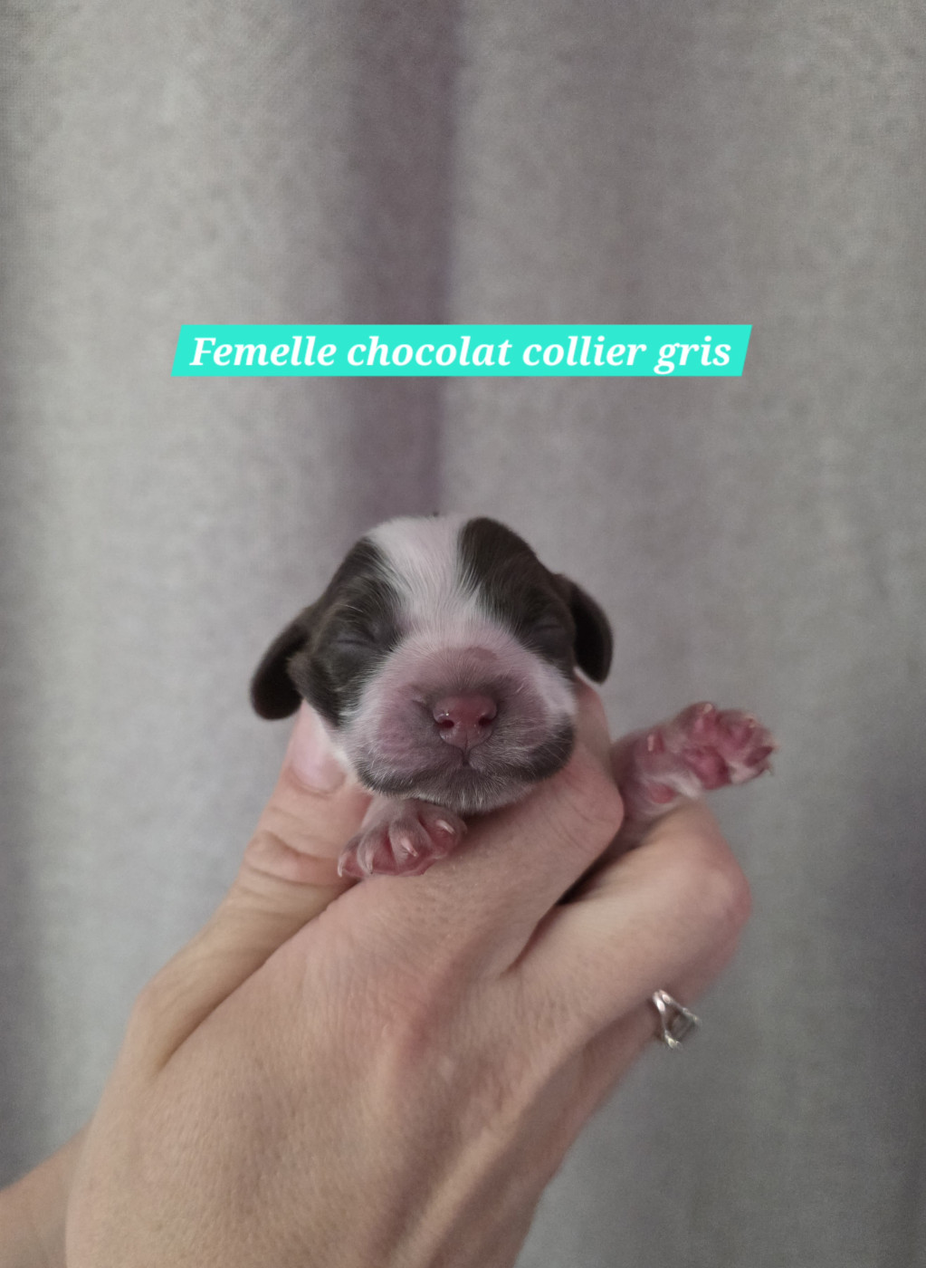 Du Domaine De L'Eternel Filou - Chiots disponibles - Cocker Spaniel Anglais