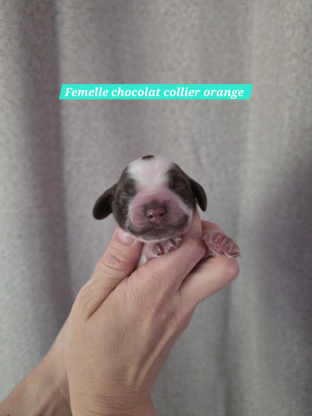 Du Domaine De L'Eternel Filou - Chiots disponibles - Cocker Spaniel Anglais