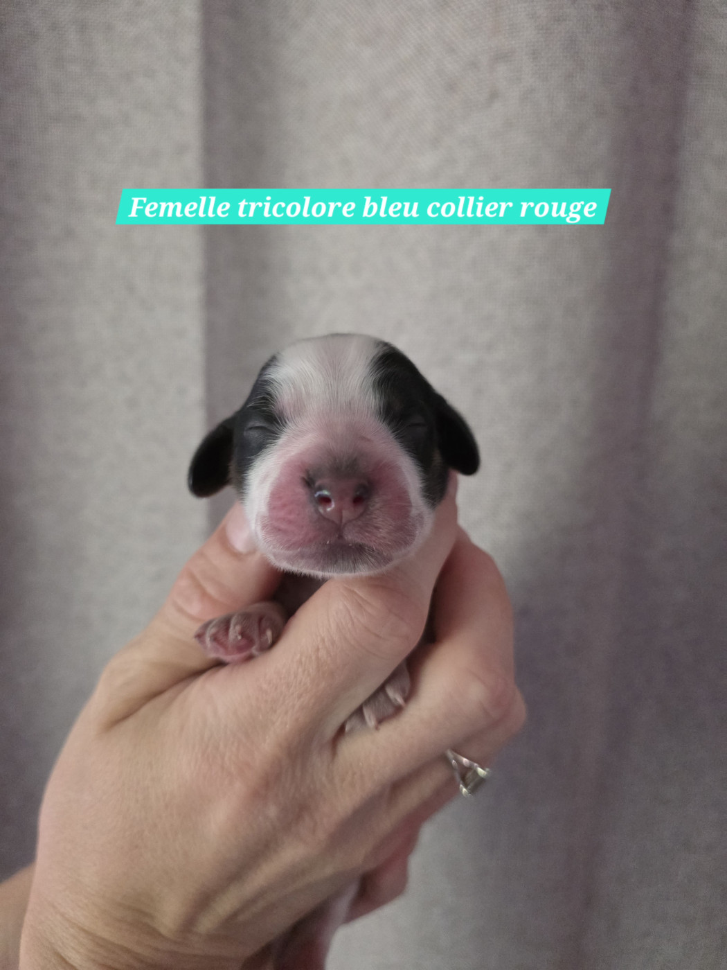 Du Domaine De L'Eternel Filou - Chiots disponibles - Cocker Spaniel Anglais
