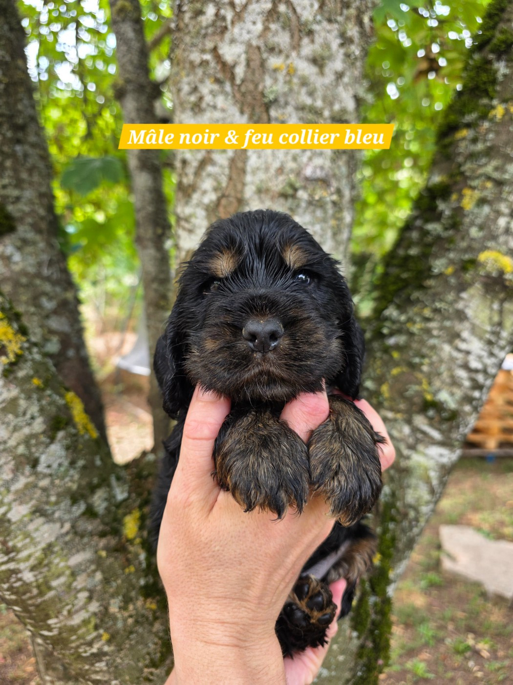 Du Domaine De L'Eternel Filou - Chiots disponibles - Cocker Spaniel Anglais
