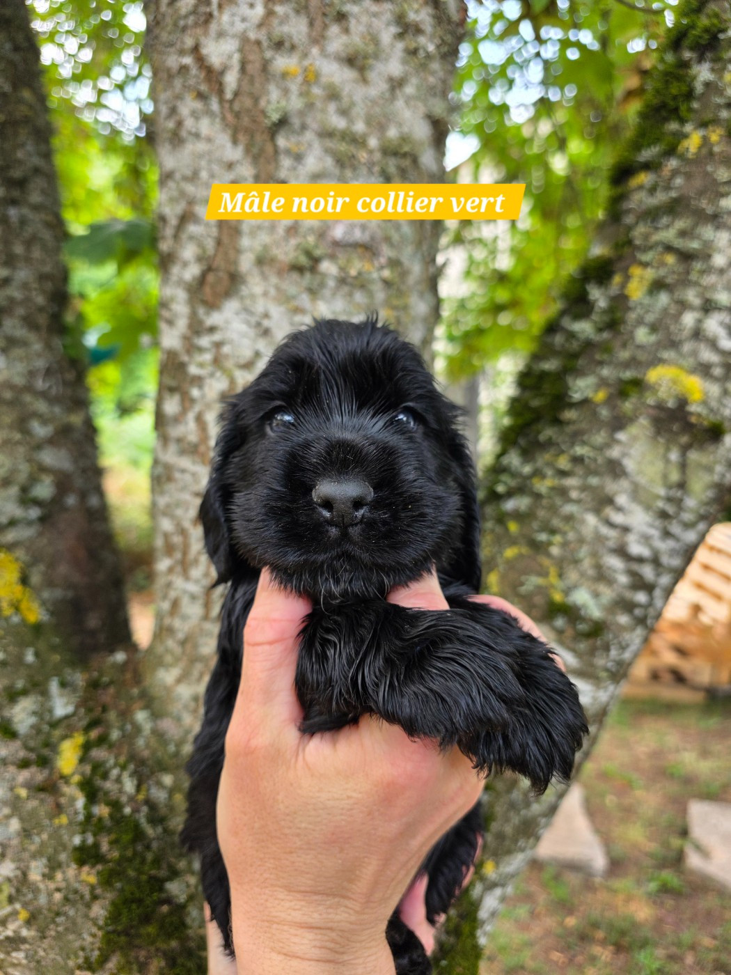 Du Domaine De L'Eternel Filou - Chiots disponibles - Cocker Spaniel Anglais