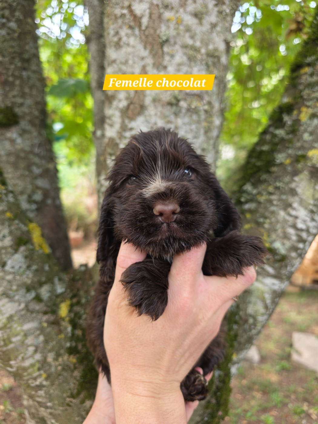 Du Domaine De L'Eternel Filou - Chiots disponibles - Cocker Spaniel Anglais