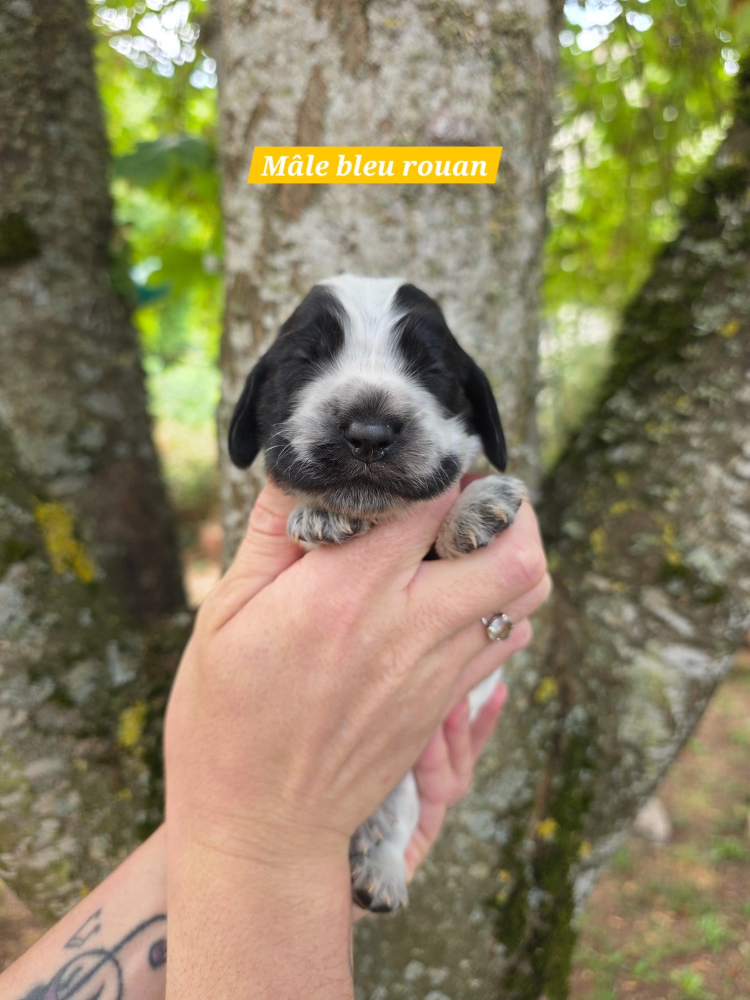 Du Domaine De L'Eternel Filou - Chiots disponibles - Cocker Spaniel Anglais
