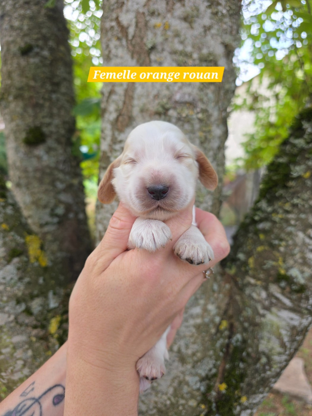 Du Domaine De L'Eternel Filou - Chiots disponibles - Cocker Spaniel Anglais