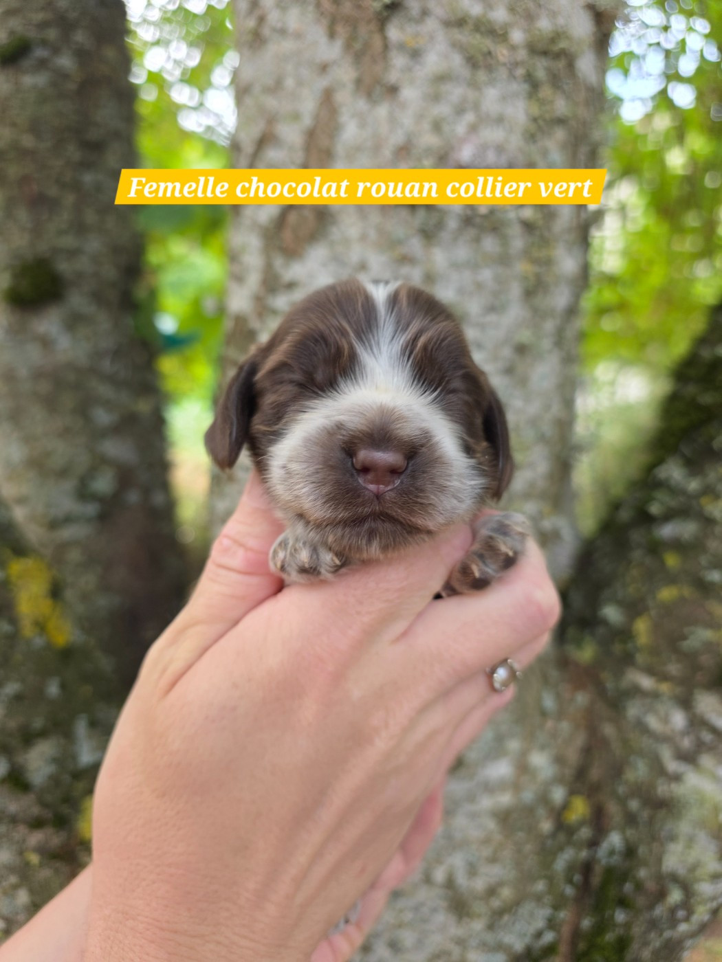 Du Domaine De L'Eternel Filou - Chiots disponibles - Cocker Spaniel Anglais