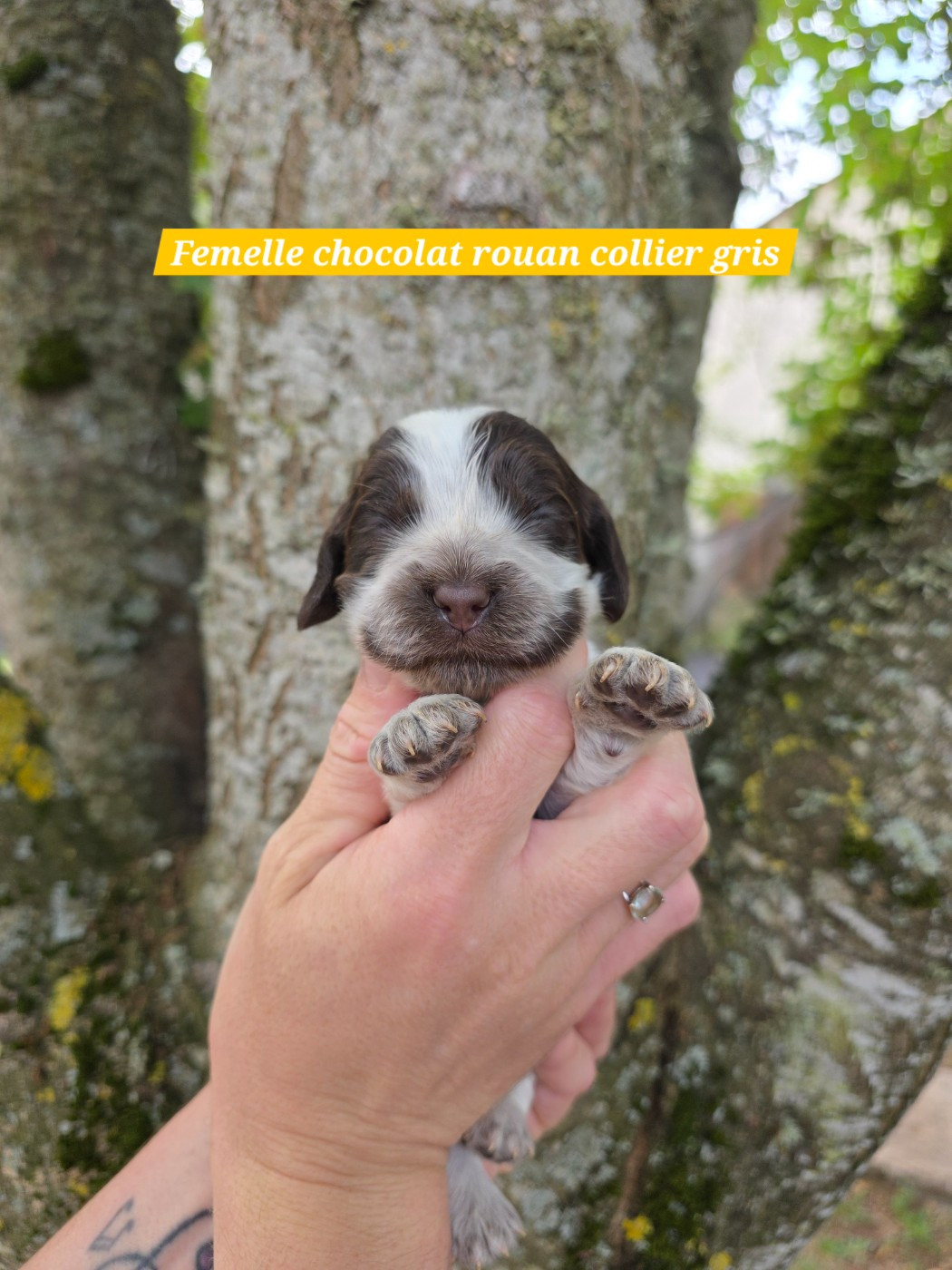 Du Domaine De L'Eternel Filou - Chiots disponibles - Cocker Spaniel Anglais