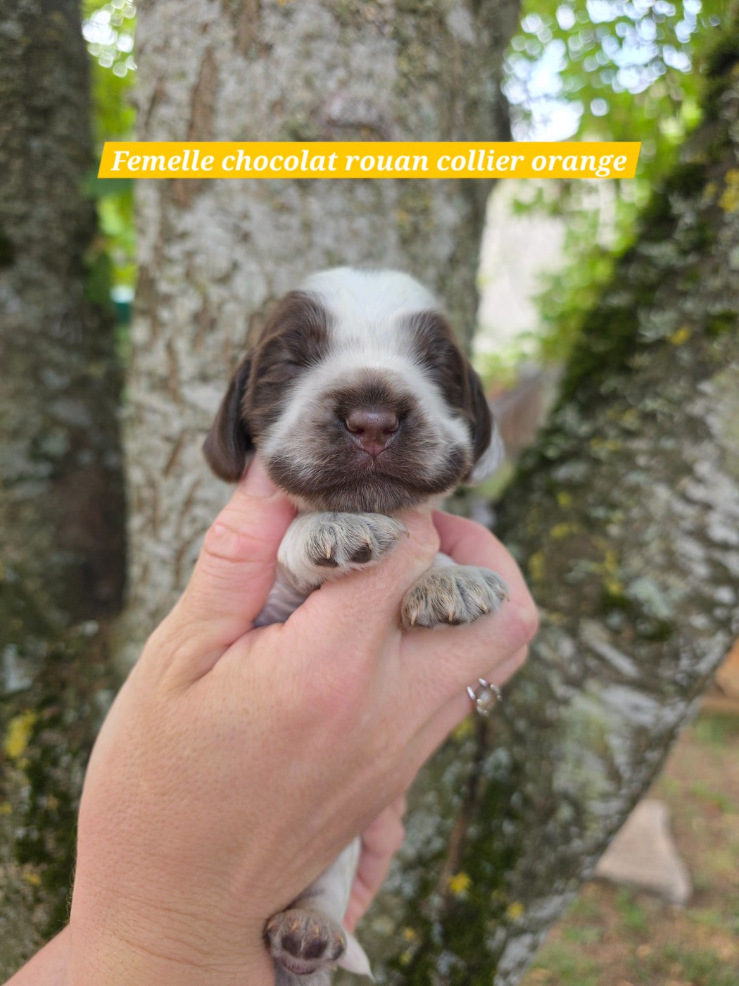 Du Domaine De L'Eternel Filou - Chiots disponibles - Cocker Spaniel Anglais