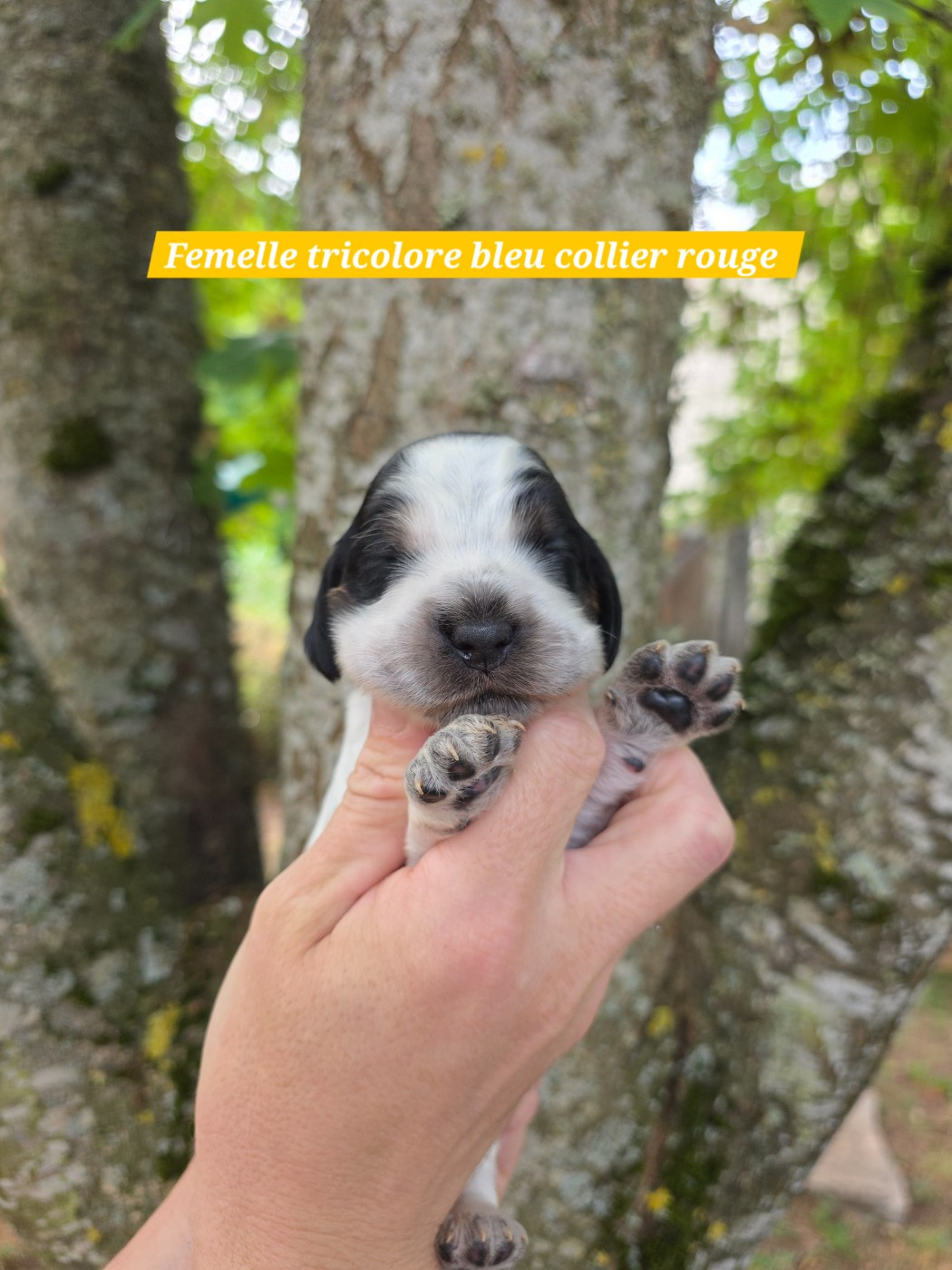 Du Domaine De L'Eternel Filou - Chiots disponibles - Cocker Spaniel Anglais