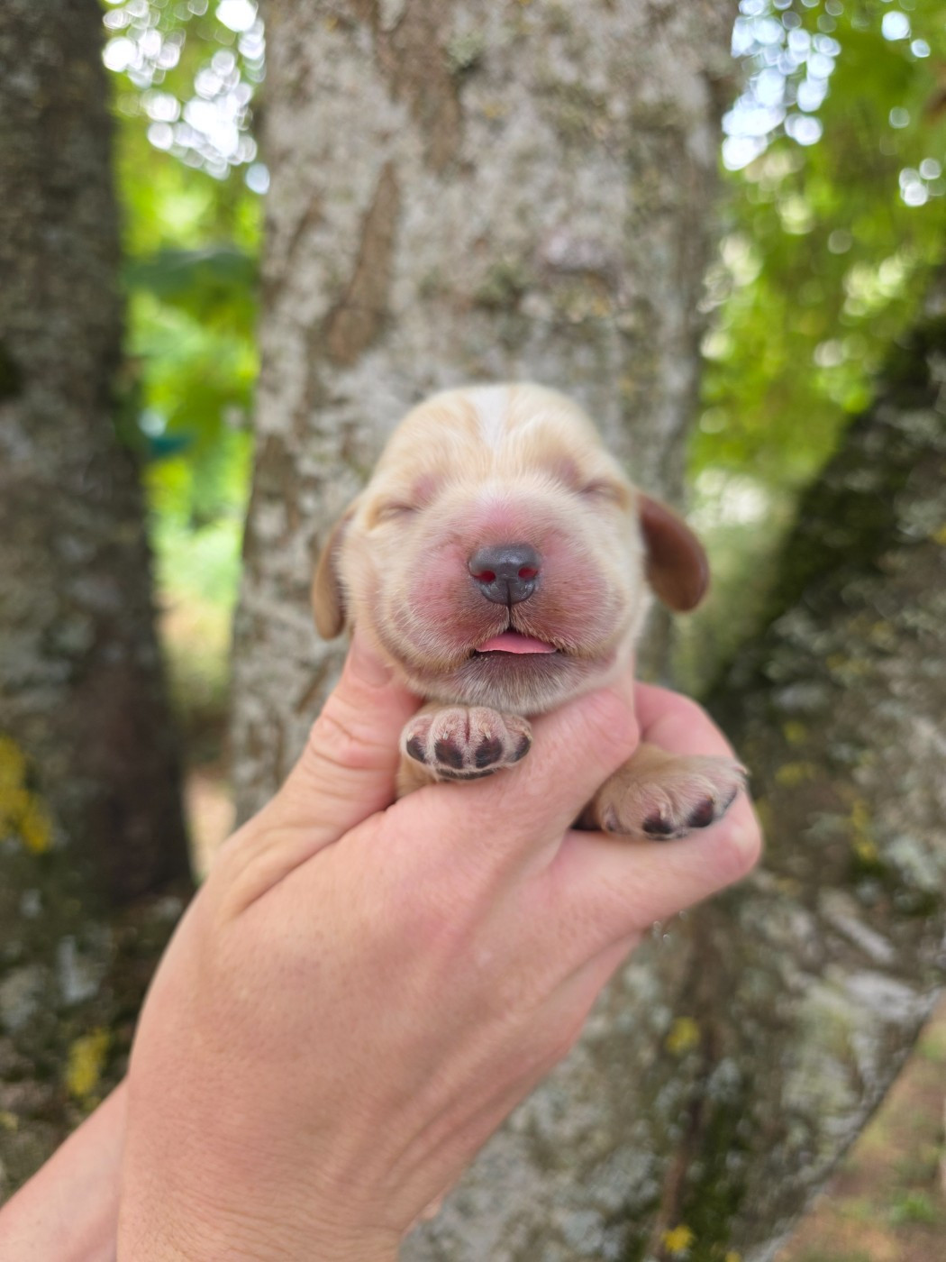 Du Domaine De L'Eternel Filou - Chiots disponibles - Cocker Spaniel Anglais
