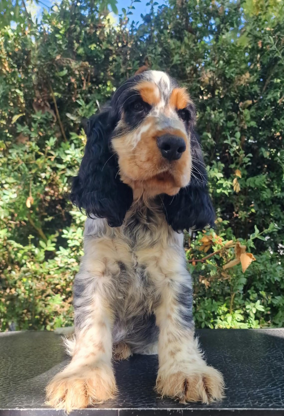Du Domaine De L'Eternel Filou - Chiots disponibles - Cocker Spaniel Anglais