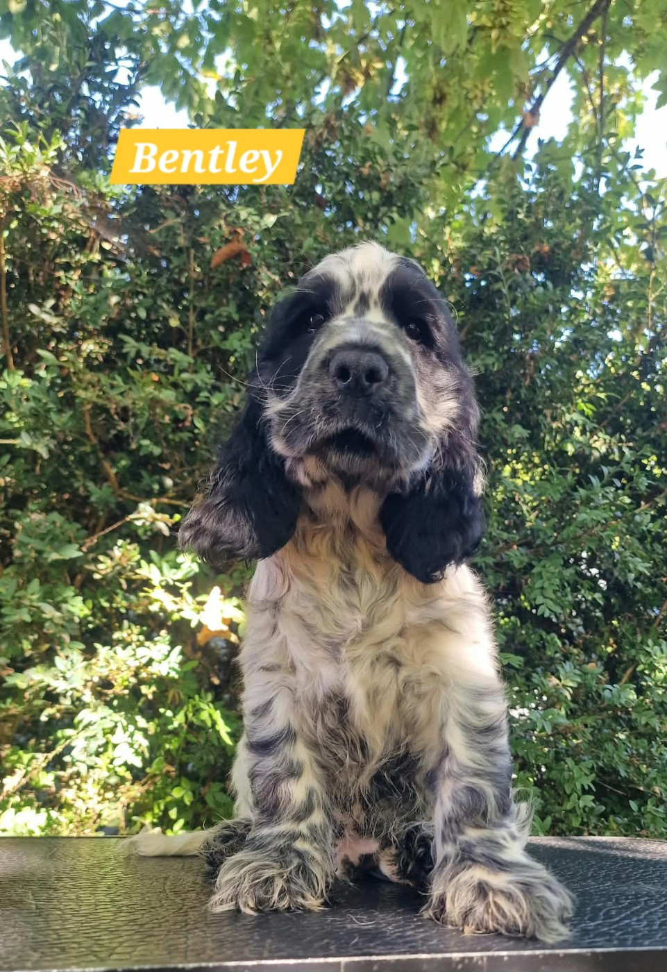 Du Domaine De L'Eternel Filou - Chiots disponibles - Cocker Spaniel Anglais