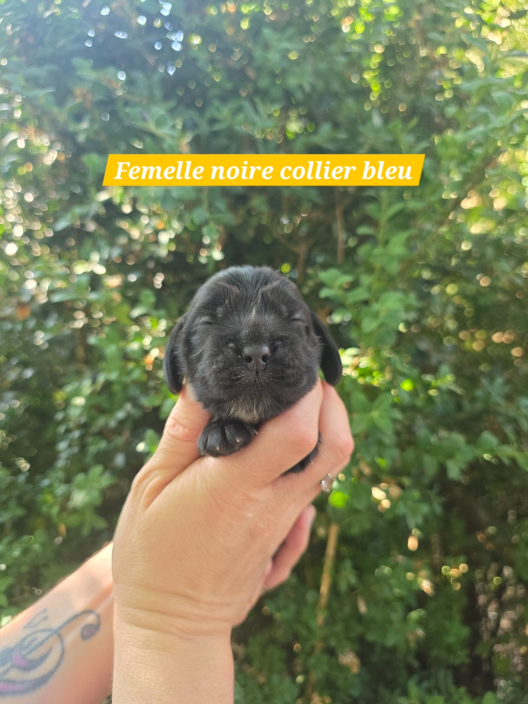 Du Domaine De L'Eternel Filou - Chiots disponibles - Cocker Spaniel Anglais