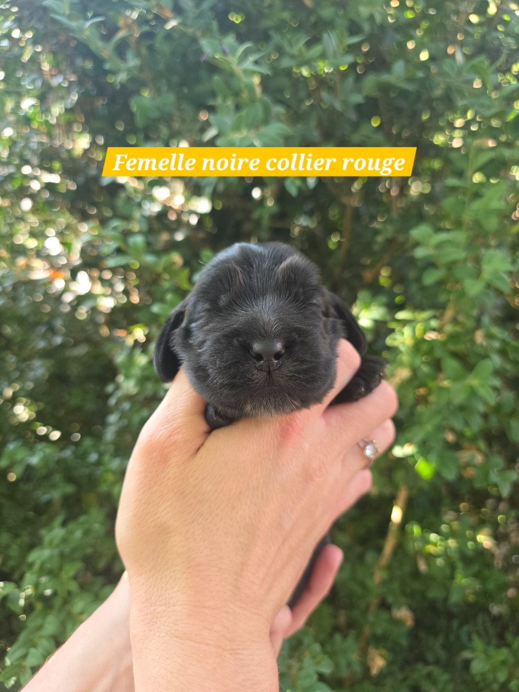 Du Domaine De L'Eternel Filou - Chiots disponibles - Cocker Spaniel Anglais