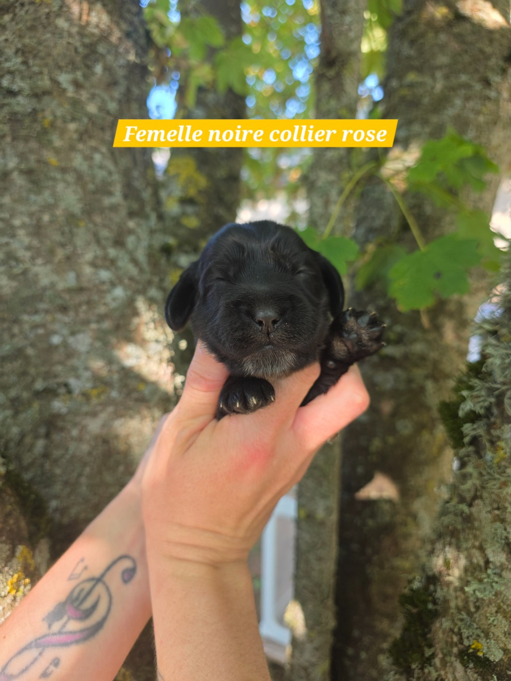 Du Domaine De L'Eternel Filou - Chiots disponibles - Cocker Spaniel Anglais