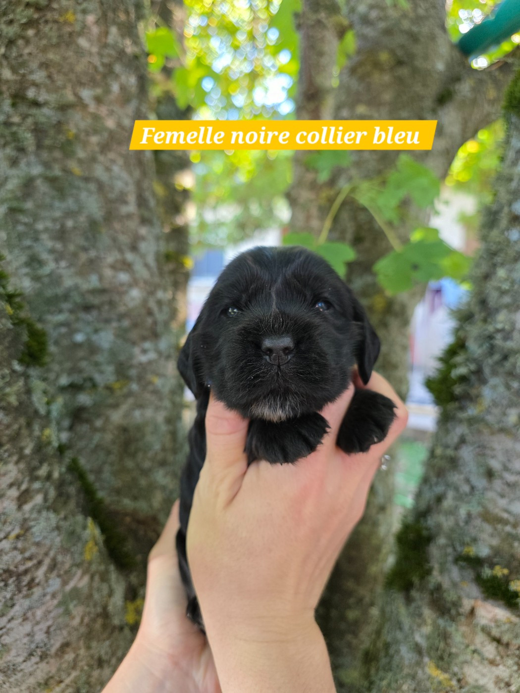 Du Domaine De L'Eternel Filou - Chiots disponibles - Cocker Spaniel Anglais