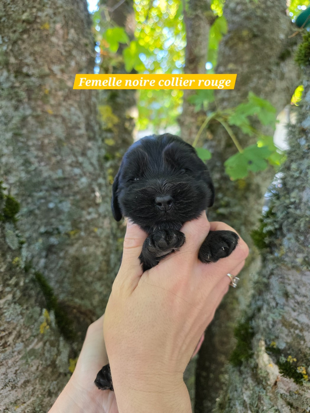 Du Domaine De L'Eternel Filou - Chiots disponibles - Cocker Spaniel Anglais