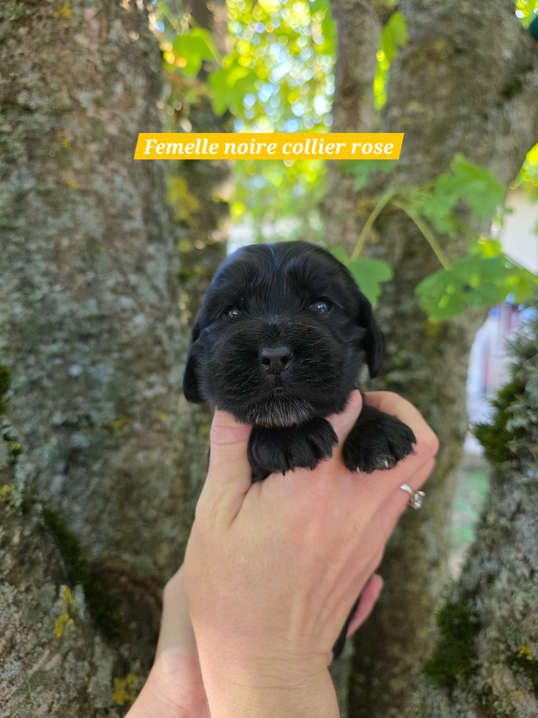 Du Domaine De L'Eternel Filou - Chiots disponibles - Cocker Spaniel Anglais
