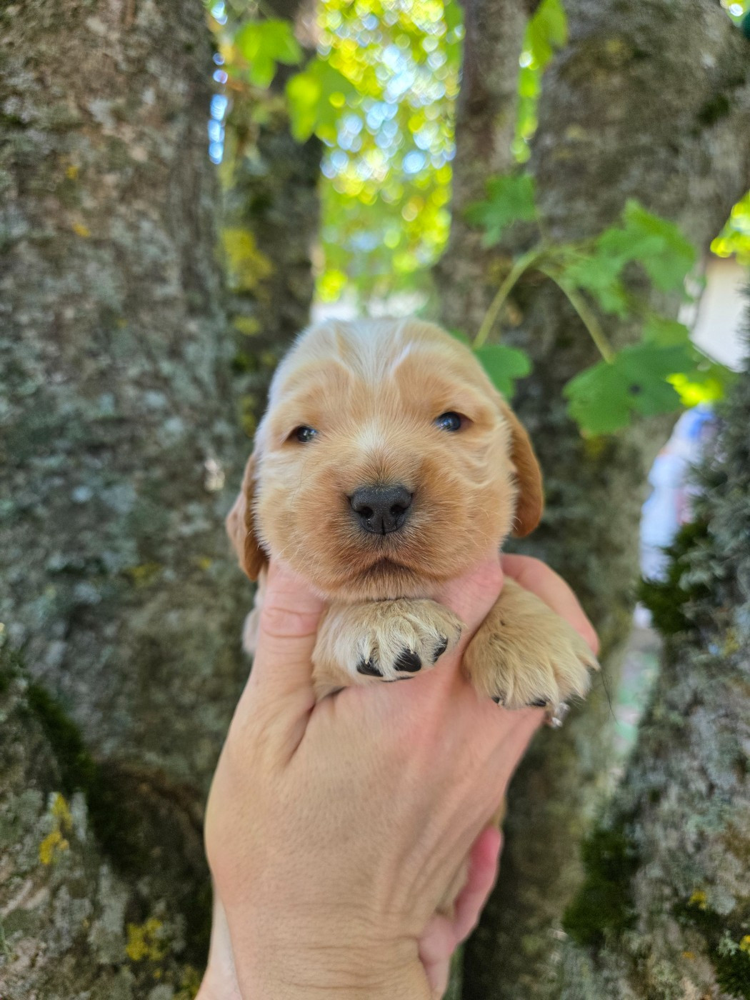 Du Domaine De L'Eternel Filou - Chiots disponibles - Cocker Spaniel Anglais
