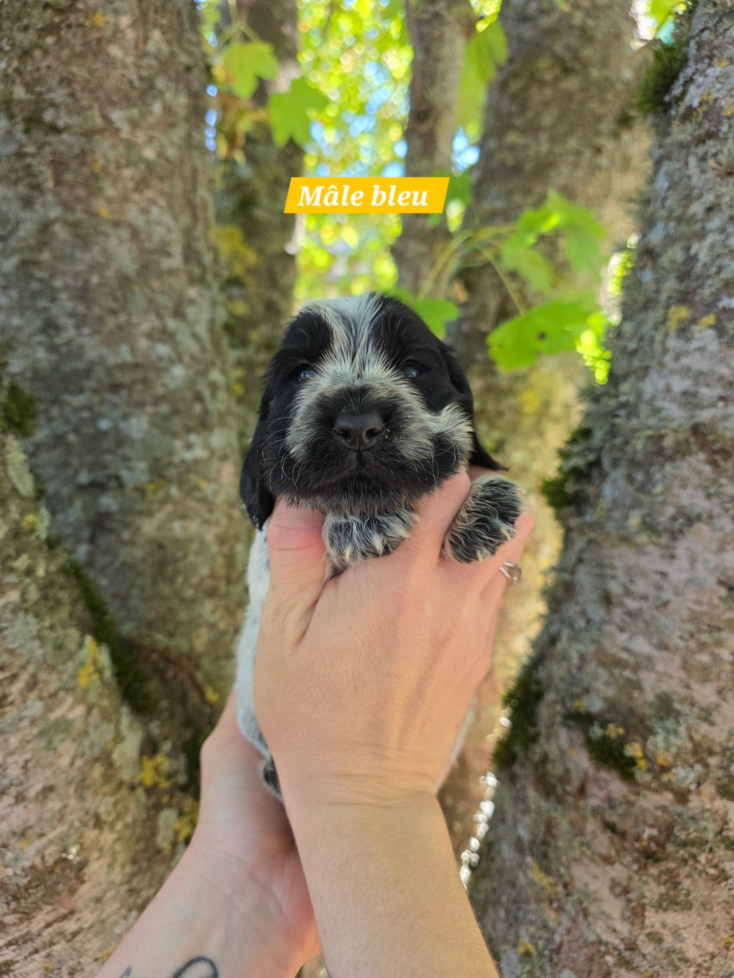 Du Domaine De L'Eternel Filou - Chiots disponibles - Cocker Spaniel Anglais