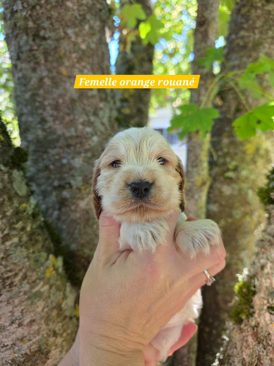 Du Domaine De L'Eternel Filou - Chiots disponibles - Cocker Spaniel Anglais
