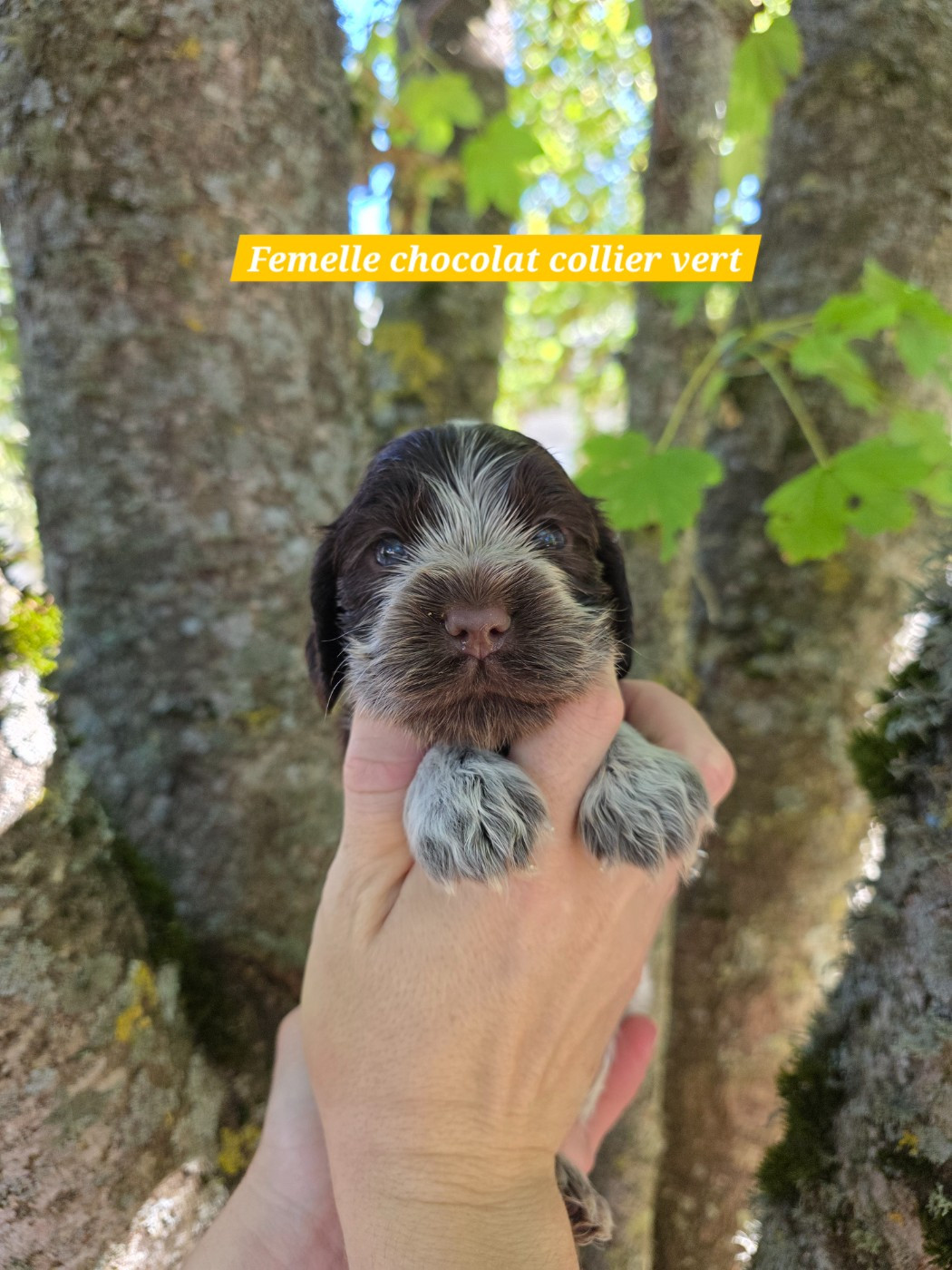 Du Domaine De L'Eternel Filou - Chiots disponibles - Cocker Spaniel Anglais