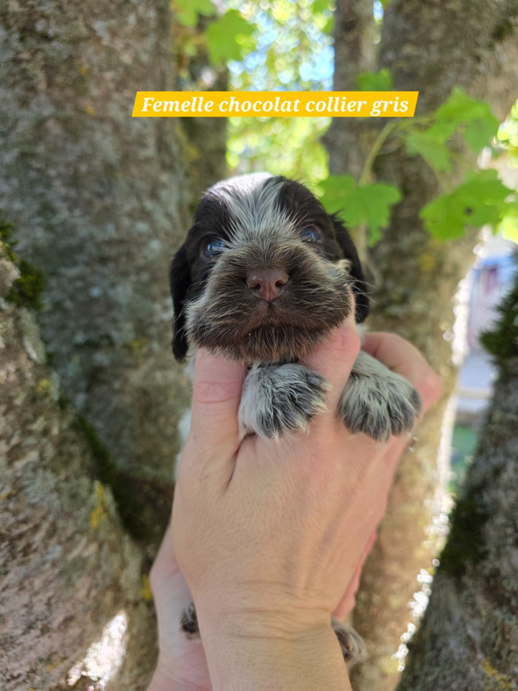 Du Domaine De L'Eternel Filou - Chiots disponibles - Cocker Spaniel Anglais
