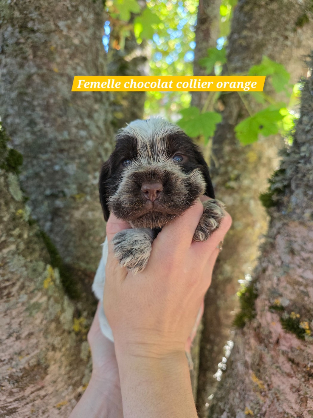 Du Domaine De L'Eternel Filou - Chiots disponibles - Cocker Spaniel Anglais