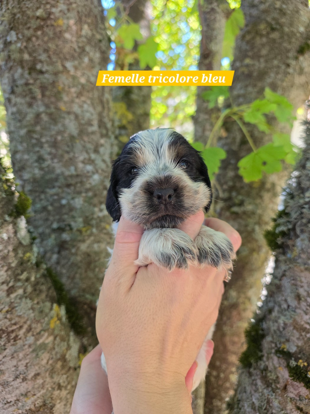 Du Domaine De L'Eternel Filou - Chiots disponibles - Cocker Spaniel Anglais