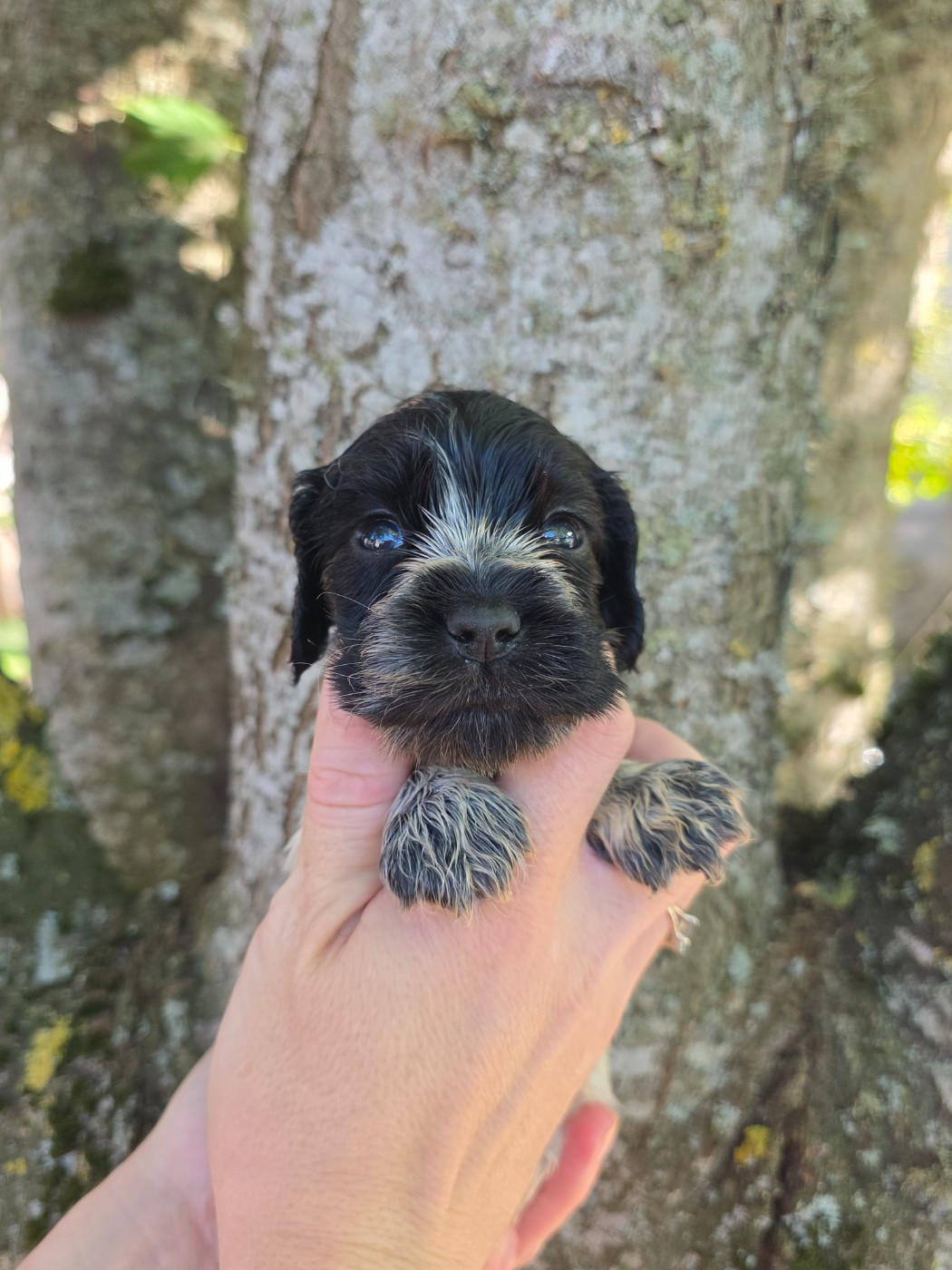 Du Domaine De L'Eternel Filou - Chiots disponibles - Cocker Spaniel Anglais