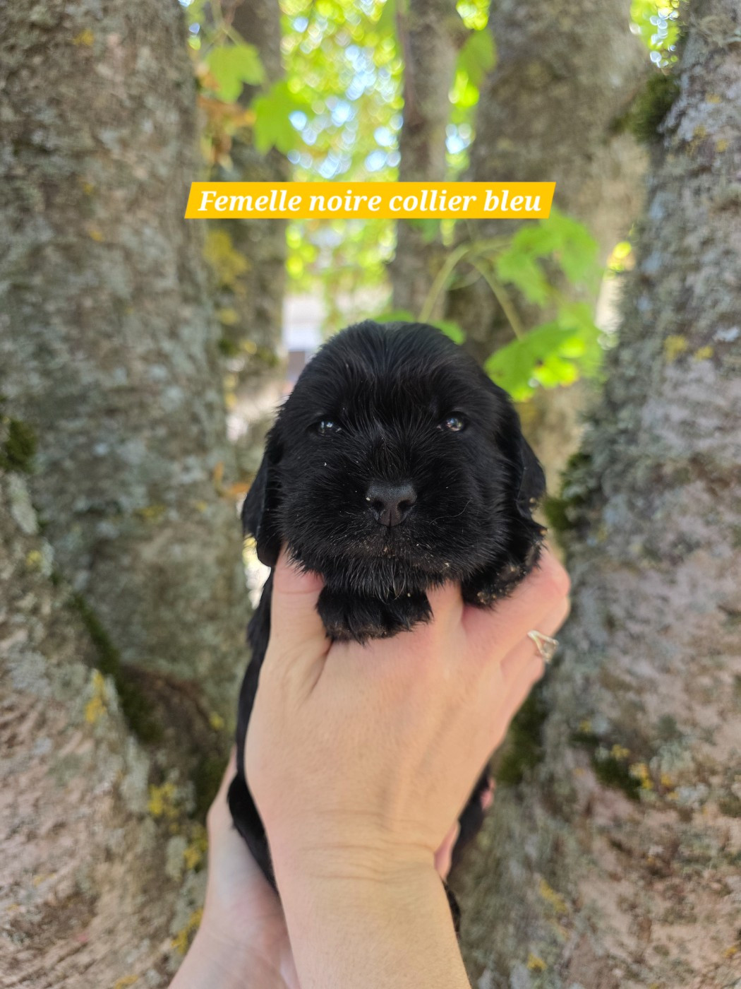 Du Domaine De L'Eternel Filou - Chiots disponibles - Cocker Spaniel Anglais